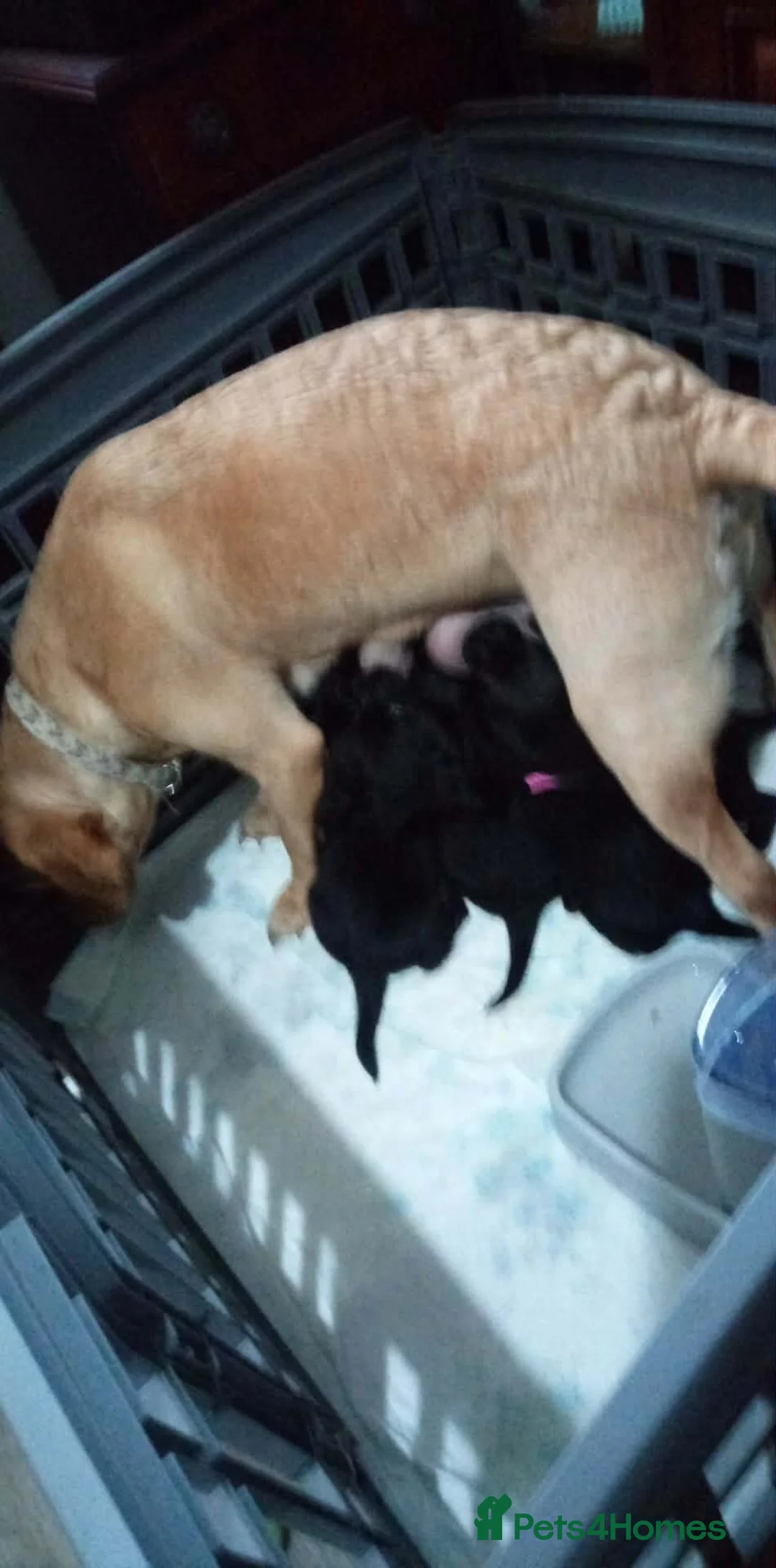 Labrador Retriever dogs for sale: Black Labradors puppies  - Advert 1