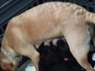 Labrador Retriever dogs Black Labradors puppies - Advert 14