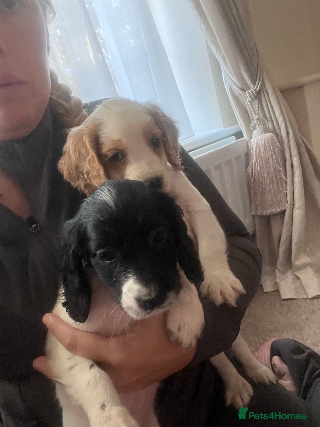 Cocker Spaniel dogs for sale: Cocker spaniels  - Image 7