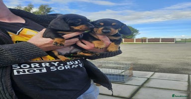 Miniature Dachshund dogs - Advert 10