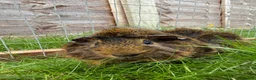 Guinea Pig rodents for sale: Baby guinea pigs! - Advert 6
