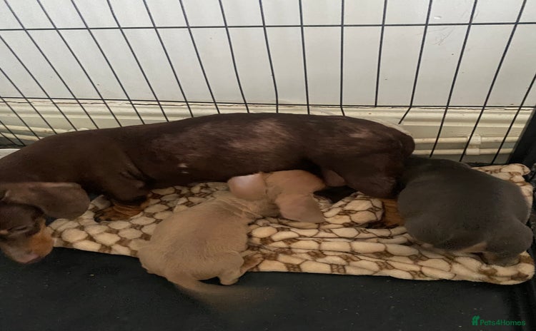 Miniature Dachshund dogs 2 stunning playful boys  - Advert 1