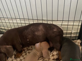 Miniature Dachshund dogs 2 stunning playful boys - Advert 1