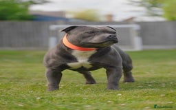 Staffordshire Bull Terrier dogs for sale: Health tested KC Staffordshire Bullterrier puppy’s - Image 12