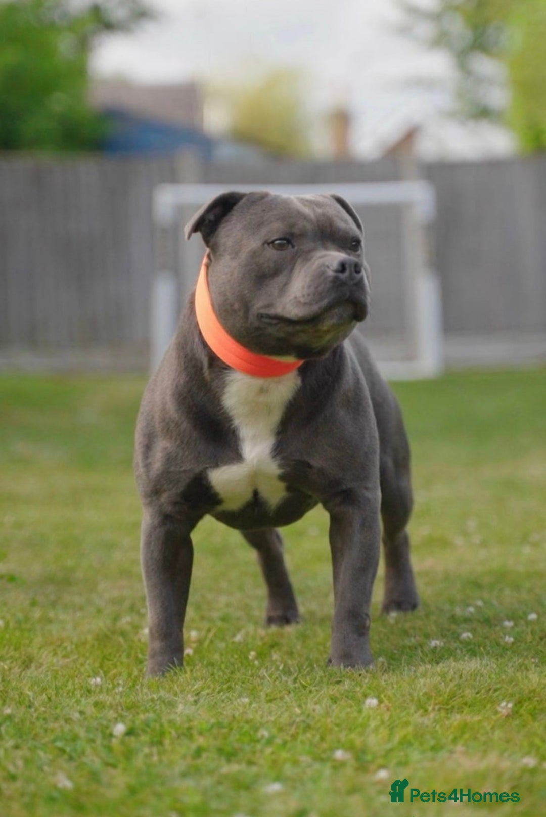 Staffordshire Bull Terrier dogs for sale: Health tested KC Staffordshire Bullterrier puppy’s - Image 12
