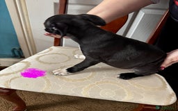 Staffordshire Bull Terrier dogs for sale: Staffordshire Bull Terrier Puppies - Image 9
