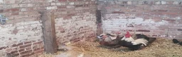 Chickens poultry for sale: Young point of lay chickens, wellsummers etc. - Advert 5