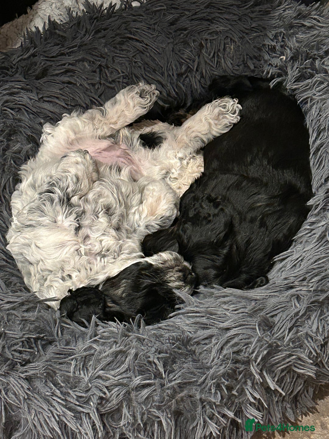 Cockapoo dogs for sale: Blue Roan F2 Female Cockapoo  - Advert 9
