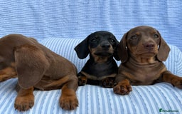Miniature Dachshund dogs for sale: Kc Registered miniature dachshund  - Image 8