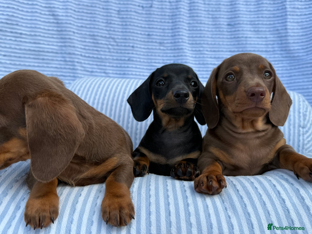 Miniature Dachshund dogs for sale: Kc Registered miniature dachshund  - Image 8