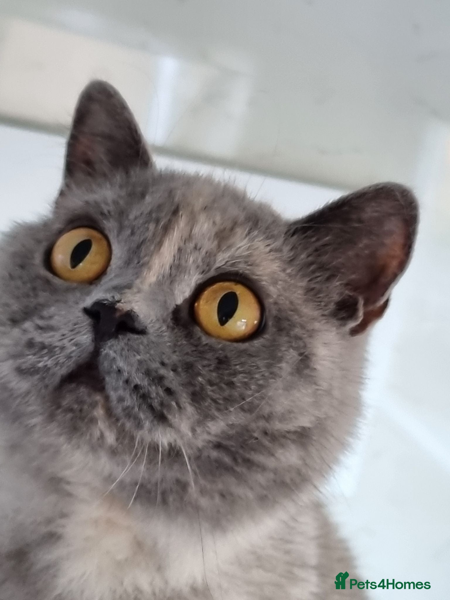 British Shorthair cats British Shorthair blue/cream girl.  - Advert 1
