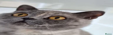 British Shorthair 1