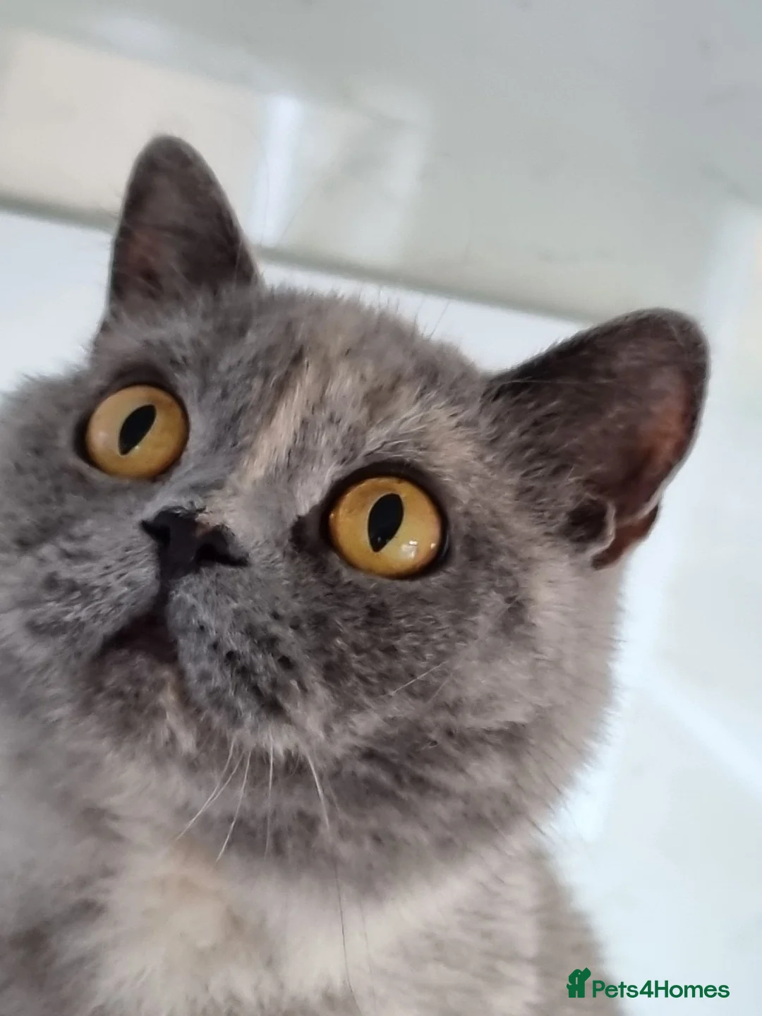 British Shorthair cats for sale: British Shorthair blue/cream girl.  - Advert 13
