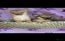Chihuahua dogs for sale: Chihuahua  - Image 4