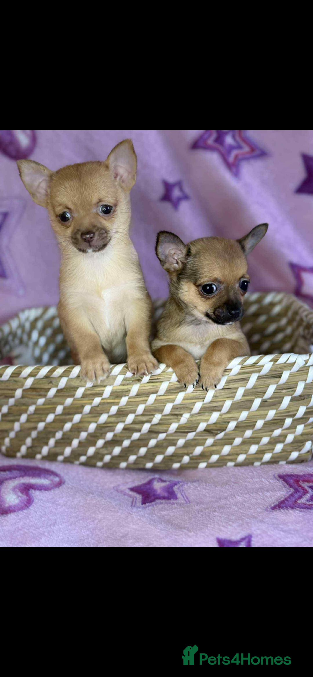 Chihuahua dogs for sale: Chihuahua  - Image 4
