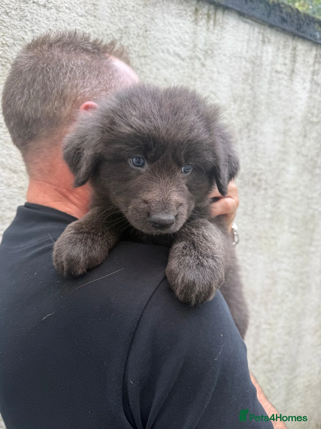 Mixed Breed dogs for sale: German shepherd x Tibetan mastiff - Advert 15