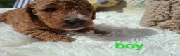 Cockapoo dogs for sale: Cockapoo Puppies PRA Clear! 262 DNA tests clear!KC - Advert 38