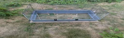 Guinea Pig rodents for sale: Two male guinea pigs two years old - Advert 10