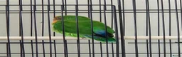 Lovebirds birds for sale: Sweet 4 months female lovebird - Advert 1