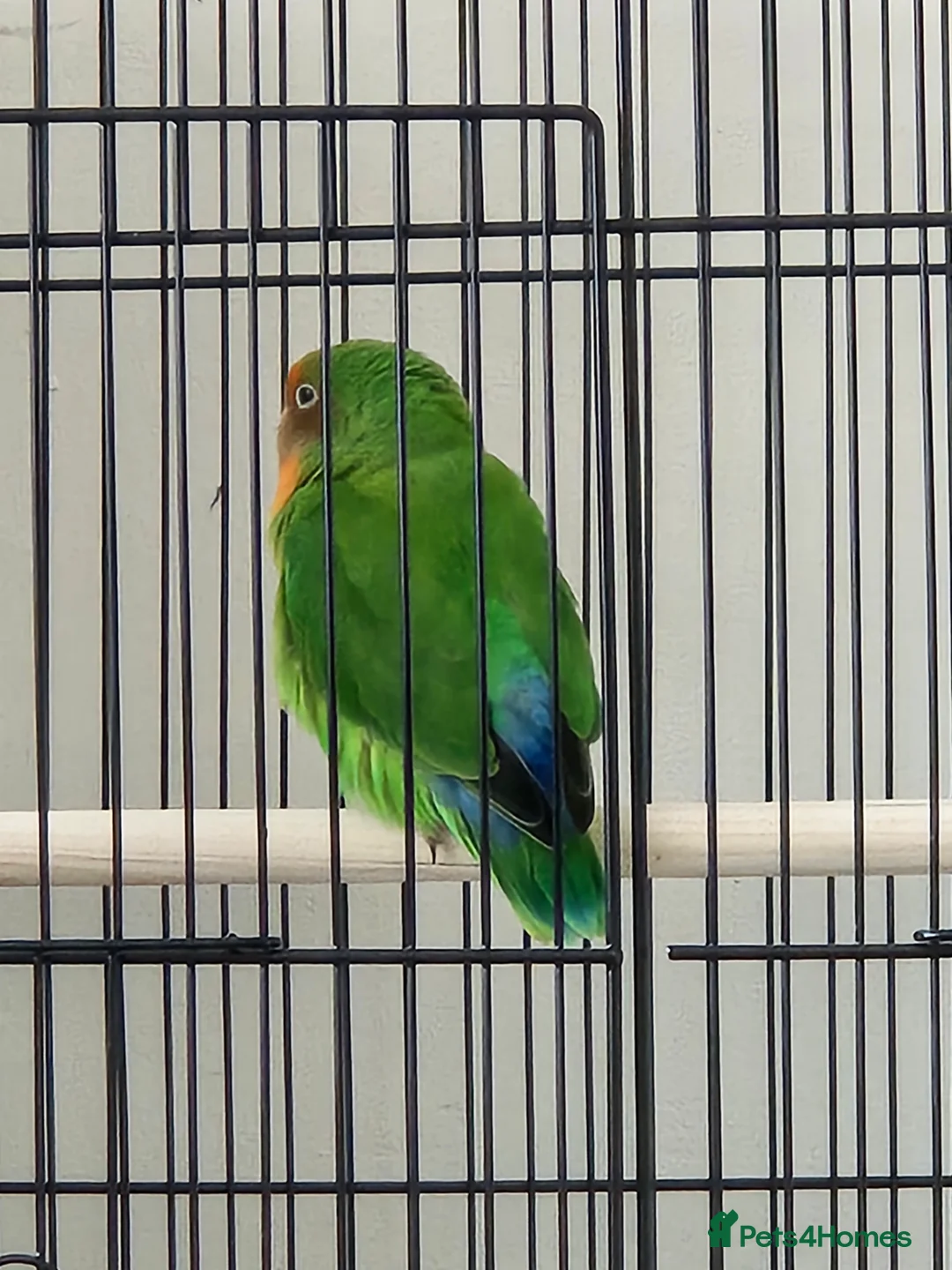 Lovebirds birds for sale: Sweet 4 months female lovebird - Advert 1