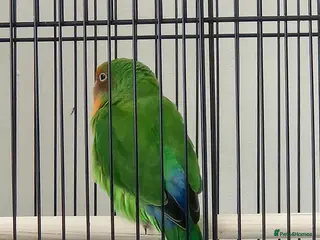 Lovebirds birds Sweet 4 months female lovebird - Advert 1