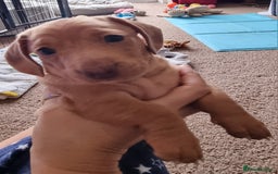 Miniature Dachshund dogs for sale: Female Miniature Dachshund - Only 1 Remaining - Image 1