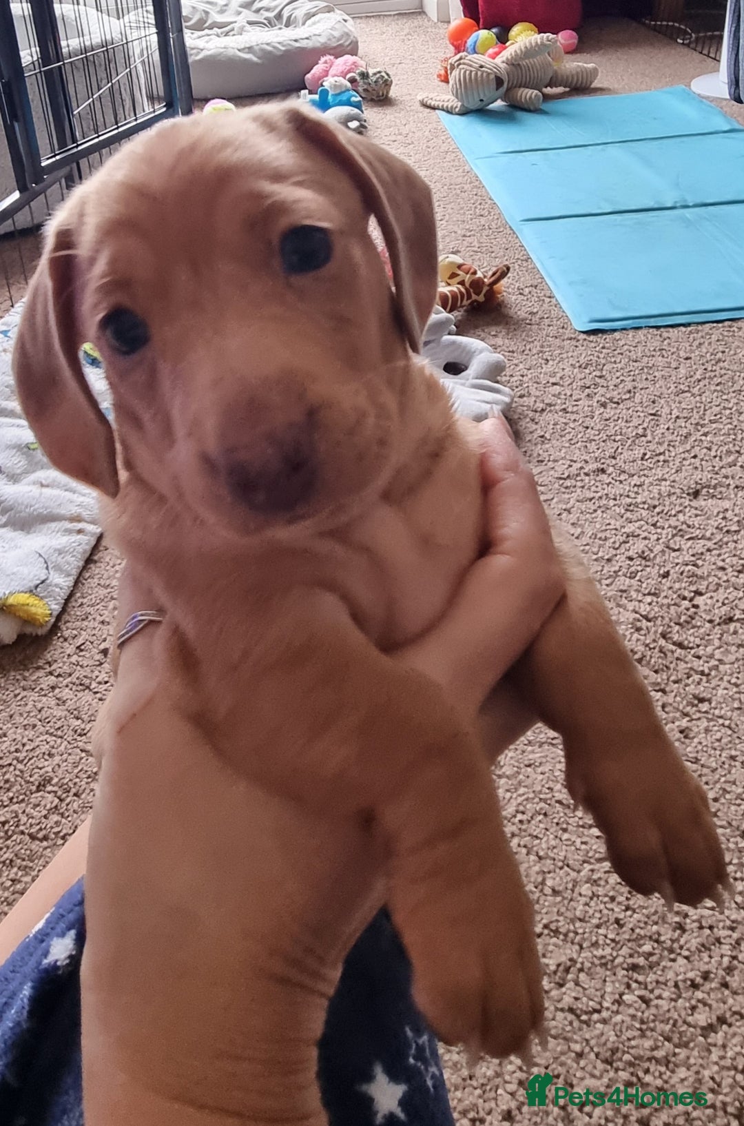 Miniature Dachshund dogs for sale: Female Miniature Dachshund - Only 1 Remaining - Image 1