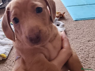 Miniature Dachshund dogs - Advert 6