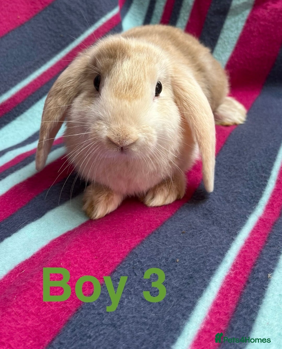 Mini Lop rabbits for sale: Adorable Baby mini loops  - Image 6