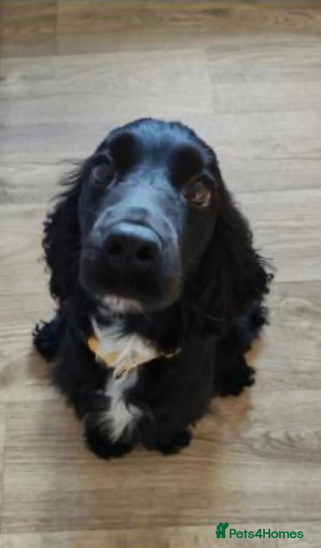 Cocker Spaniel dogs for sale: Female Cocker Spaniel  - Advert 3
