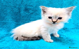 Ragdoll cats for sale: PEDIGREE GCCF REG CHAMPION LINE RAGDOLL KITTENS - Image 6