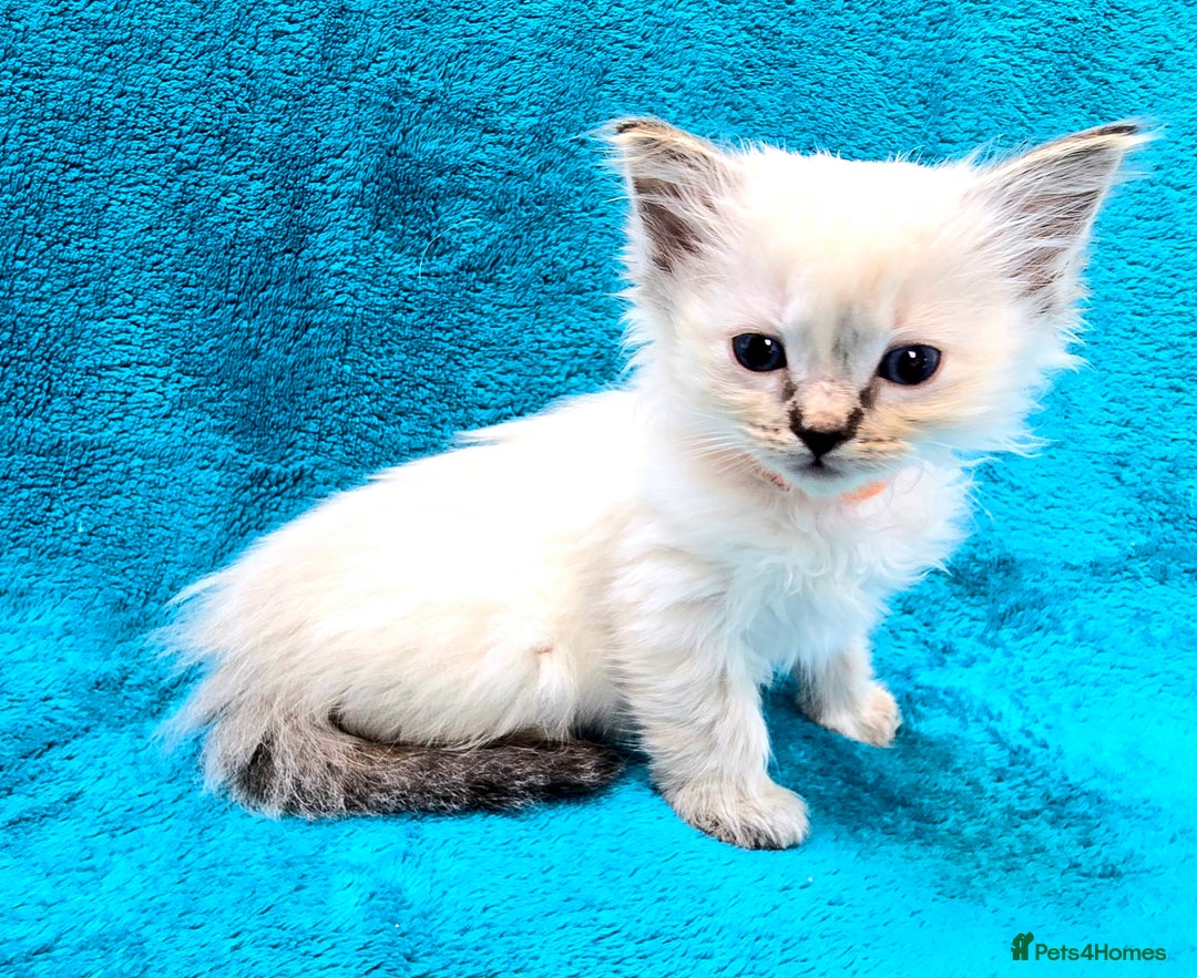 Ragdoll cats for sale: PEDIGREE GCCF REG CHAMPION LINE RAGDOLL KITTENS - Image 6