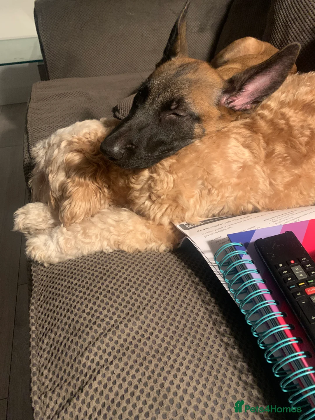 Belgian Shepherd Dog dogs for sale: Belgian malanois  - Advert 7