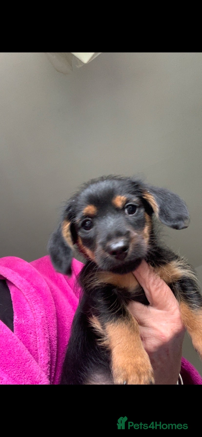 Mixed Breed dogs Yorkshire terrier x LAST BOY  - Advert 1