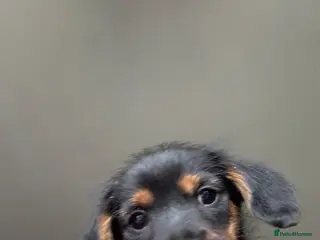 Mixed Breed dogs Yorkshire terrier x LAST BOY - Advert 1