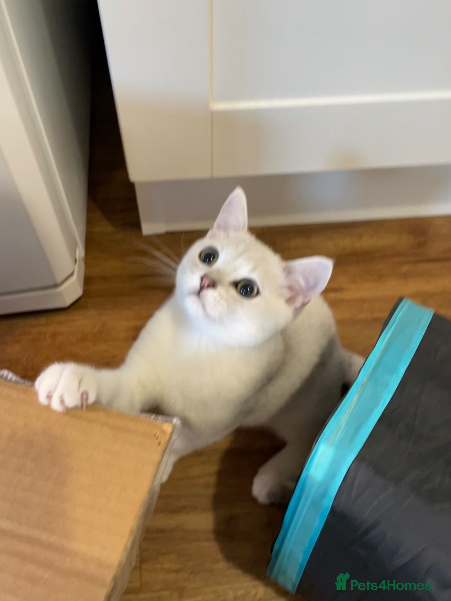 British Shorthair cats BSH Silver/Black Tipped Boys GCCF Registered  - Advert 2
