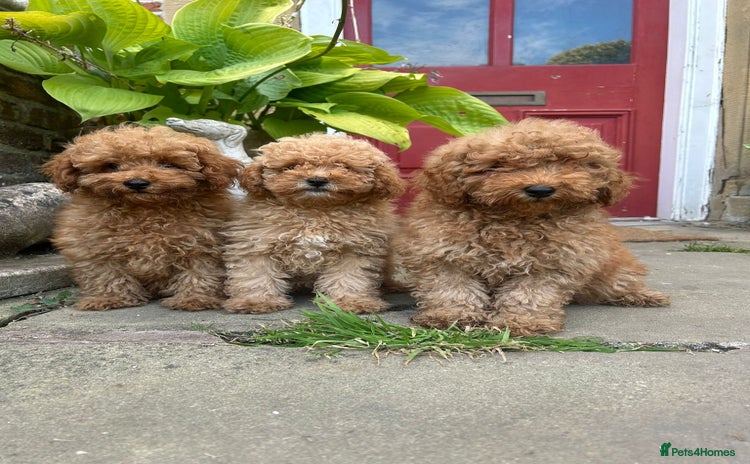 Toy Poodle dogs - Advert 6