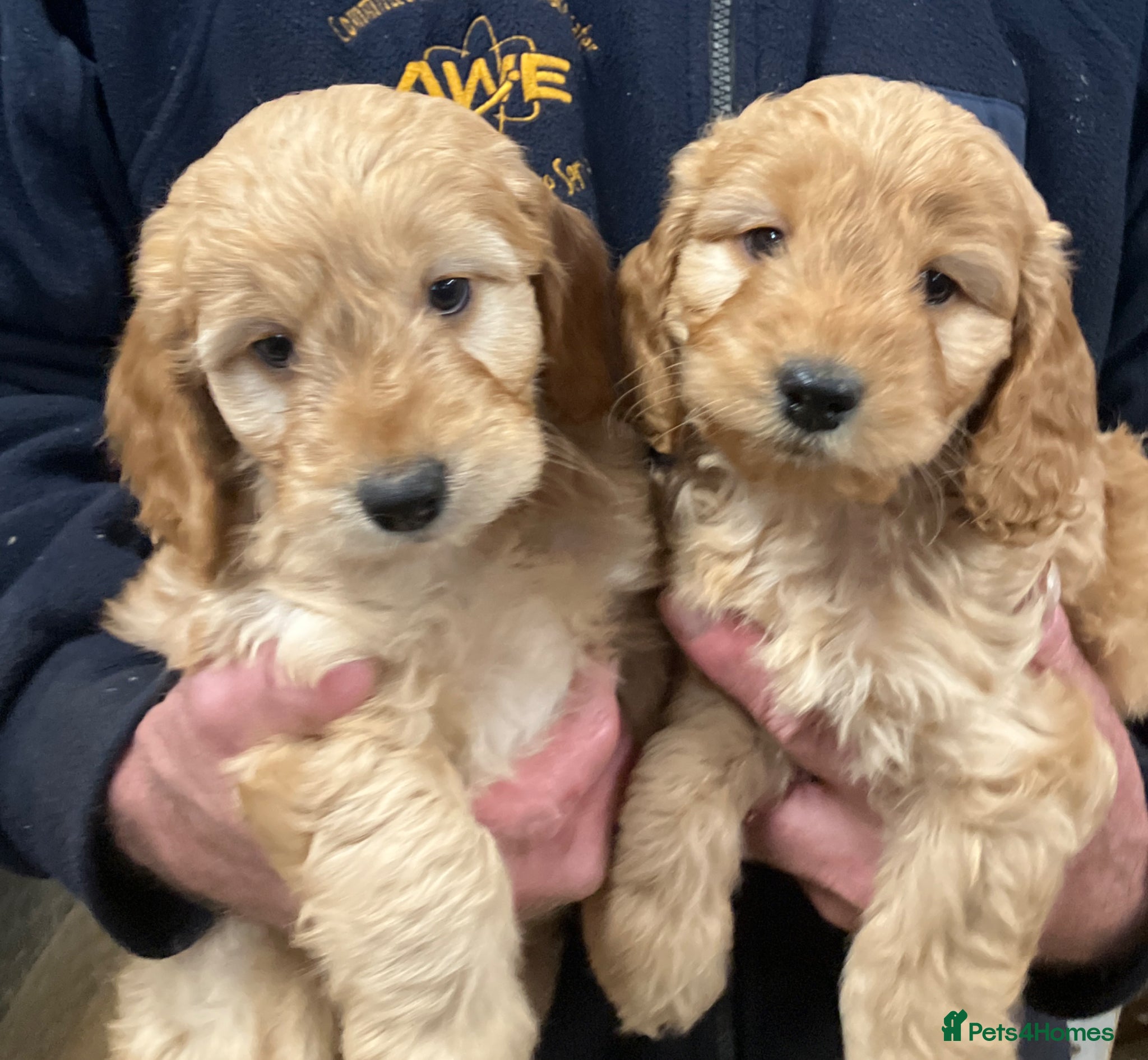 Cockapoo dogs Cuddly Cockapoos - Advert 11