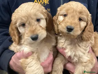 Cockapoo dogs Cuddly Cockapoos - Advert 4