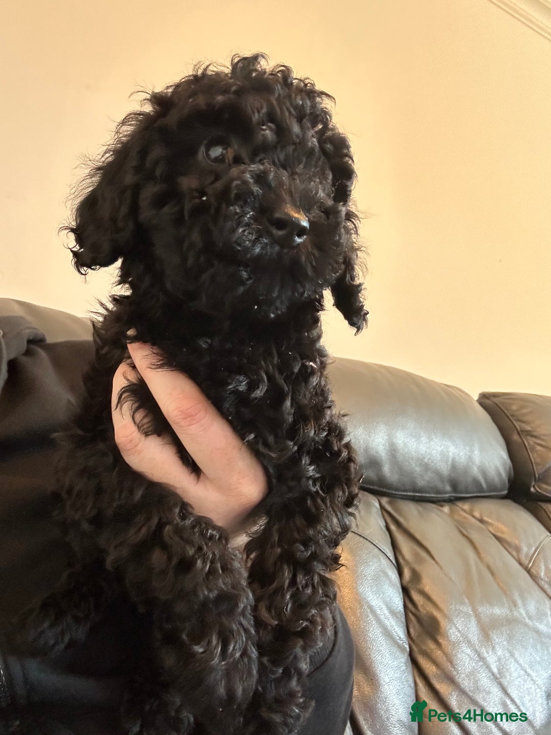 Miniature Poodle dogs for sale: Mini poodle puppy - Advert 3
