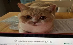 British Shorthair cats for sale: British bicolour shorthaired boy named ‘Biscuit’. - Image 2