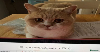 British Shorthair cats - Advert 13