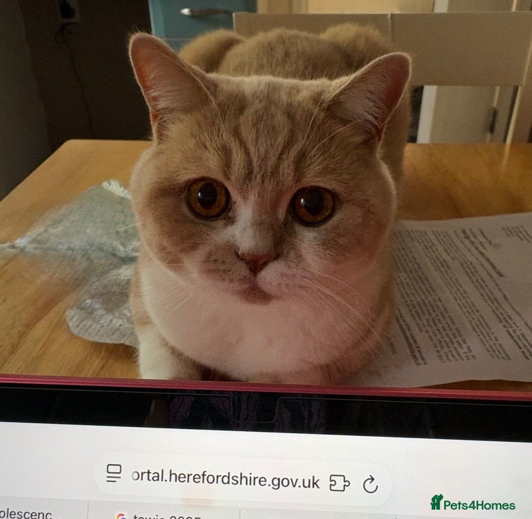 British Shorthair cats for sale: British bicolour shorthaired boy named ‘Biscuit’. - Image 2