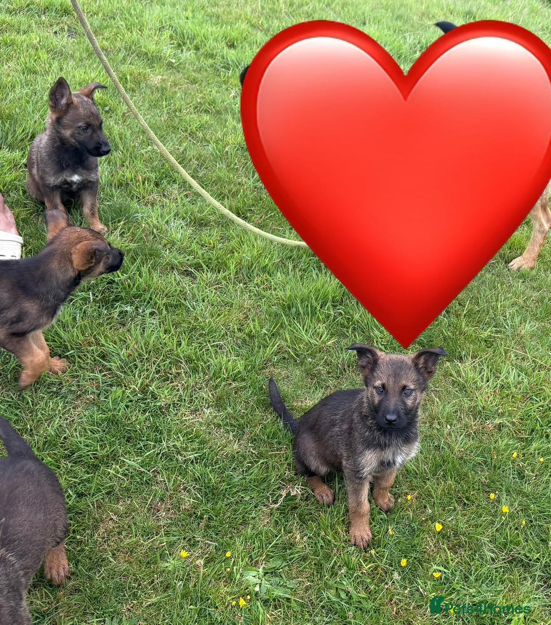 German Shepherd dogs for sale: German shepherd  - Image 2