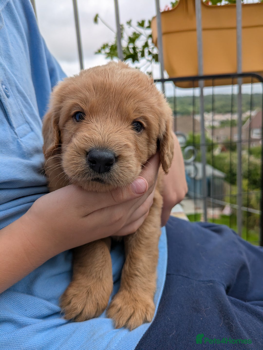 Labradoodle dogs for sale: Fox Red Labradoodles. 4 boys 3 girls  - Image 15