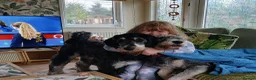 Bernedoodle dogs for sale: Mini Bernedoodle puppies due in 3 weeks - Advert 3