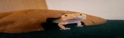 Leopard Gecko reptiles for sale: Gorgeous very tame leopard gecko  in Bristol - Advert 6