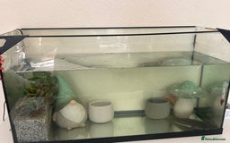 Axolotl reptiles for sale: 2 AXOLOTLS (tank included) Willing to lower price - Image 7