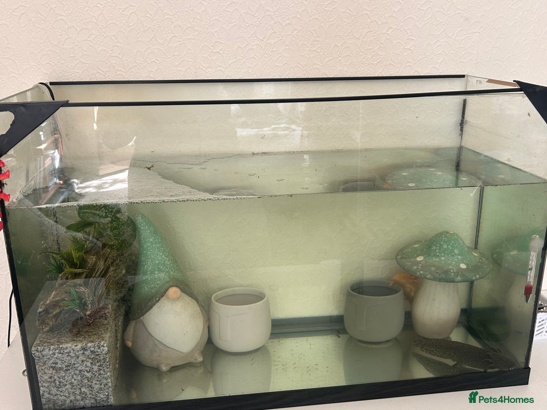 Axolotl reptiles for sale: 2 AXOLOTLS (tank included) Willing to lower price - Image 7