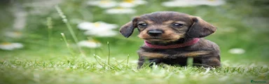 Dachshund 5